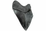 Partial, Fossil Megalodon Tooth #234013-1